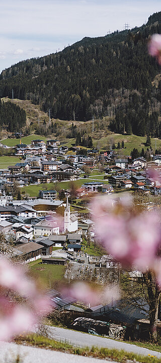 im Herzen von Kaprun Der Blick durch rosa Kirschblüten auf den Ort Kaprun. © PhotoCredit: Lens Collective/ Stefanie Oberhauser. © PhotoCredit: Lens Collective/ Stefanie Oberhauser